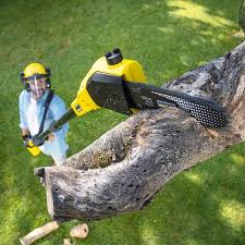 Why Choose Our Tree Removal Services in Lincoln, ID?