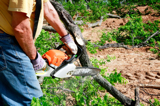 Best Emergency Tree Removal  in Lincoln, ID